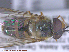  ( - UAM:Ento:285405)  @13 [ ] CreativeCommons - Attribution Non-Commercial No Derivatives (2015) Derek Sikes University of Alaska Museum