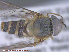  ( - UAM:Ento:285406)  @13 [ ] CreativeCommons - Attribution Non-Commercial No Derivatives (2015) Derek Sikes University of Alaska Museum