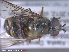  ( - UAM:Ento:286354)  @12 [ ] CreativeCommons - Attribution Non-Commercial No Derivatives (2015) Derek Sikes University of Alaska Museum