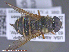  ( - UAM:Ento:285895)  @12 [ ] CreativeCommons - Attribution Non-Commercial No Derivatives (2015) Derek Sikes University of Alaska Museum