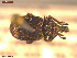  ( - UAM:Ento:289778)  @11 [ ] CreativeCommons  Attribution Non-Commercial No Derivatives (2021) Derek Sikes University of Alaska Museum