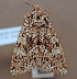  ( - KWP:Ento:14209)  @12 [ ] CreativeCommons - Attribution Non-Commercial No Derivatives (2015) Derek Sikes University of Alaska Museum