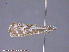  ( - KWP:Ento:14431)  @13 [ ] CreativeCommons - Attribution Non-Commercial No Derivatives (2015) Derek Sikes University of Alaska Museum