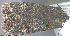  ( - KWP:Ento:14727)  @12 [ ] CreativeCommons - Attribution Non-Commercial No Derivatives (2015) Derek Sikes University of Alaska Museum