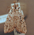  ( - KWP:Ento:14765)  @12 [ ] CreativeCommons - Attribution Non-Commercial No Derivatives (2015) Derek Sikes University of Alaska Museum