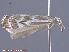  ( - KWP:Ento:14792)  @13 [ ] CreativeCommons - Attribution Non-Commercial No Derivatives (2015) Derek Sikes University of Alaska Museum