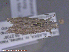  (Homoeosoma phaeoboreas - KWP:Ento:14883)  @12 [ ] CreativeCommons - Attribution Non-Commercial No Derivatives (2015) Derek Sikes University of Alaska Museum