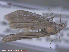 ( - KWP:Ento:14884)  @12 [ ] CreativeCommons - Attribution Non-Commercial No Derivatives (2015) Derek Sikes University of Alaska Museum