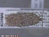  ( - KWP:Ento:14989)  @14 [ ] CreativeCommons - Attribution Non-Commercial No Derivatives (2015) Derek Sikes University of Alaska Museum