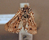 ( - KWP:Ento:15005)  @12 [ ] CreativeCommons - Attribution Non-Commercial No Derivatives (2015) Derek Sikes University of Alaska Museum
