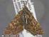  ( - KWP:Ento:15007)  @11 [ ] CreativeCommons - Attribution Non-Commercial No Derivatives (2015) Derek Sikes University of Alaska Museum