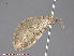  (Eupithecia n sp - KWP:Ento:15098)  @12 [ ] CreativeCommons - Attribution Non-Commercial No Derivatives (2015) Derek Sikes University of Alaska Museum
