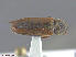  ( - UAM:Ento:299092)  @12 [ ] CreativeCommons  Attribution Non-Commercial No Derivatives (2016) Derek Sikes University of Alaska Museum