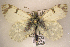  ( - KWP:Ento:15213)  @13 [ ] CreativeCommons - Attribution Non-Commercial No Derivatives (2015) Derek Sikes University of Alaska Museum