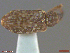  (Dorytomus lecontei - UAM:Ento:307805)  @11 [ ] CreativeCommons  Attribution Non-Commercial No Derivatives (2018) Derek Sikes University of Alaska Museum