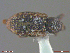  ( - UAM:Ento:310868)  @11 [ ] CreativeCommons  Attribution Non-Commercial No Derivatives (2018) Derek Sikes University of Alaska Museum