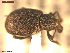  ( - UAM:Ento:311954)  @11 [ ] CreativeCommons  Attribution Non-Commercial No Derivatives (2021) Derek Sikes University of Alaska Museum