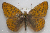  (Boloria astarte - KWP:Ento:30227)  @14 [ ] CreativeCommons - Attribution Non-Commercial No Derivatives (2015) Derek Sikes University of Alaska Museum