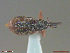  (Dorytomus alaskanus - UAM:Ento:349349)  @11 [ ] CreativeCommons  Attribution Non-Commercial No Derivatives (2018) Derek Sikes University of Alaska Museum