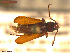  (Phymatodes huetheri - UAM:Ento:334002)  @11 [ ] CreativeCommons  Attribution Non-Commercial No Derivatives (2021) Derek Sikes University of Alaska Museum