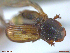  ( - UAM:Ento:323678)  @11 [ ] CreativeCommons  Attribution Non-Commercial No Derivatives (2018) Derek Sikes University of Alaska Museum