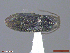  (Fleutiauxellus - UAM:Ento:346087)  @13 [ ] CreativeCommons  Attribution Non-Commercial No Derivatives (2018) Derek Sikes University of Alaska Museum