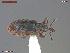  ( - UAM:Ento:362429)  @11 [ ] CreativeCommons  Attribution Non-Commercial No Derivatives (2039) Derek Sikes University of Alaska Museum