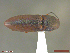  ( - UAM:Ento:365099)  @11 [ ] CreativeCommons  Attribution Non-Commercial No Derivatives (2018) Derek Sikes University of Alaska Museum