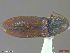  ( - UAM:Ento:365101)  @11 [ ] CreativeCommons  Attribution Non-Commercial No Derivatives (2018) Derek Sikes University of Alaska Museum