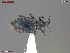  ( - UAM:Ento:374907)  @11 [ ] CreativeCommons  Attribution Non-Commercial No Derivatives (2020) Derek Sikes University of Alaska Museum
