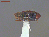  ( - UAM:Ento:374804)  @11 [ ] CreativeCommons  Attribution Non-Commercial No Derivatives (2019) Derek Sikes University of Alaska Museum