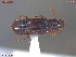  ( - UAM:Ento:380320)  @11 [ ] CreativeCommons  Attribution Non-Commercial No Derivatives (2019) Derek Sikes University of Alaska Museum