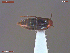  ( - UAM:Ento:381044)  @11 [ ] CreativeCommons  Attribution Non-Commercial No Derivatives (2019) Derek Sikes University of Alaska Museum