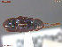  ( - UAM:Ento:388540)  @11 [ ] CreativeCommons  Attribution Non-Commercial No Derivatives (2061) Derek Sikes University of Alaska Museum