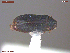  ( - UAM:Ento:388754)  @11 [ ] CreativeCommons  Attribution Non-Commercial No Derivatives (2052) Derek Sikes University of Alaska Museum