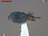  ( - UAM:Ento:387058)  @11 [ ] CreativeCommons  Attribution Non-Commercial No Derivatives (2019) Derek Sikes University of Alaska Museum