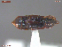  ( - UAM:Ento:385939)  @11 [ ] CreativeCommons  Attribution Non-Commercial No Derivatives (2048) Derek Sikes University of Alaska Museum