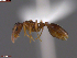 (Leptothorax wilsoni - UAM:Ento:403460)  @11 [ ] CreativeCommons  Attribution Non-Commercial No Derivatives (2024) Derek Sikes University of Alaska Museum