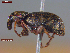  ( - UAM:Ento:480883)  @11 [ ] CreativeCommons  Attribution Non-Commercial No Derivatives (2023) Derek Sikes University of Alaska Museum