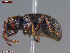  ( - UAM:Ento:480779)  @11 [ ] CreativeCommons  Attribution Non-Commercial No Derivatives (2023) Derek Sikes University of Alaska Museum