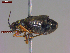  ( - UAM:Ento:480861)  @11 [ ] CreativeCommons  Attribution Non-Commercial No Derivatives (2023) Derek Sikes University of Alaska Museum
