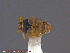  ( - UAM:Ento:235582)  @11 [ ] CreativeCommons - Attribution Non-Commercial No Derivatives (2014) Derek Sikes University of Alaska Museum