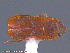  ( - UAM:Ento:122364)  @13 [ ] CreativeCommons - Attribution Non-Commercial No Derivatives (2014) Derek Sikes University of Alaska Museum