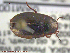  ( - UAM:Ento:140915)  @13 [ ] CreativeCommons - Attribution Non-Commercial No Derivatives (2014) Derek Sikes University of Alaska Museum