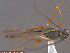  ( - UAM:Ento:145784)  @12 [ ] CreativeCommons - Attribution Non-Commercial No Derivatives (2014) Derek Sikes University of Alaska Museum