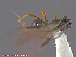  ( - UAM:Ento:154100)  @12 [ ] CreativeCommons - Attribution Non-Commercial No Derivatives (2014) Derek Sikes University of Alaska Museum