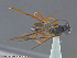  ( - UAM:Ento:154062)  @12 [ ] CreativeCommons - Attribution Non-Commercial No Derivatives (2014) Derek Sikes University of Alaska Museum