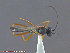  ( - UAM:Ento:153490)  @12 [ ] CreativeCommons - Attribution Non-Commercial No Derivatives (2014) Derek Sikes University of Alaska Museum