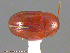  (Leiodes lateritia - UAM:Ento:172876)  @13 [ ] CreativeCommons - Attribution Non-Commercial No Derivatives (2014) Derek Sikes University of Alaska Museum