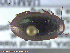 ( - UAM:Ento:203380)  @13 [ ] CreativeCommons - Attribution Non-Commercial No Derivatives (2014) Derek Sikes University of Alaska Museum